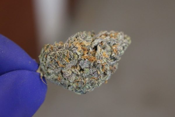 Buy Purple  Weed Weed (www.bluedreams.com)