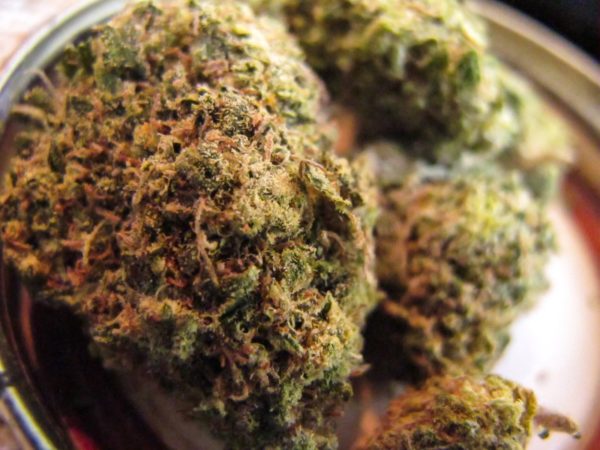 Chemdawg marijuana strain price