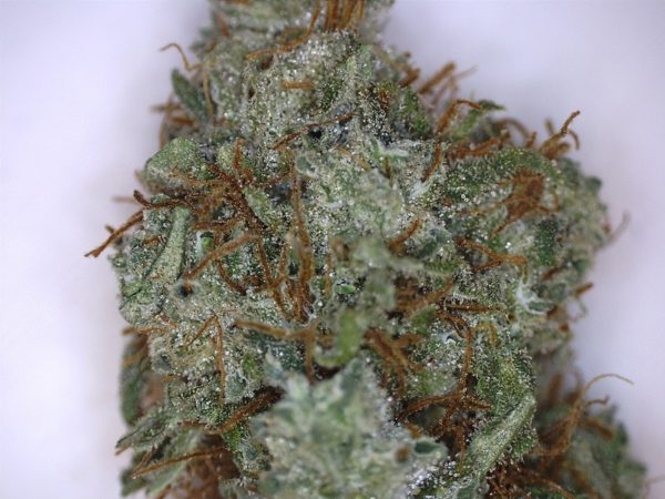 Buy Amnesia Weed (www.bluedreams.com)