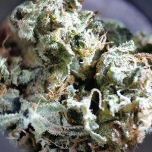 girl-scout-cookies-price