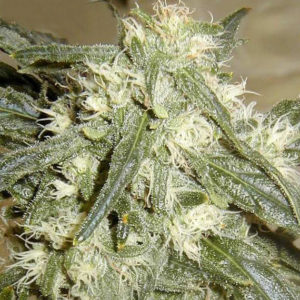 Buy marijuanam, kush, cannabis, cbd, thc, online store dispensary. www.bluedreamsmeds.com