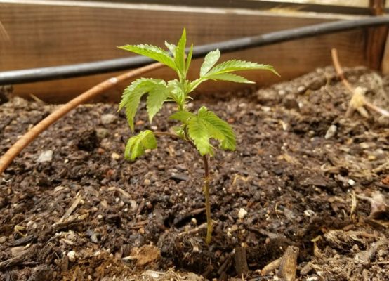 Before you start growing marijuana, research everything from which strains grow best in your climate to optimal soil pH levels.