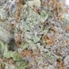 BuyGod’s Green Crack Online from Blue Dreams – See God’s Green Crack Reviews 2
