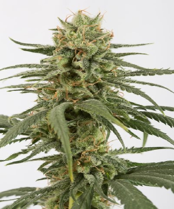 amnesia-cbd-cannabis-seeds-sale