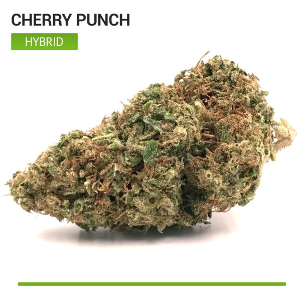 cherry-punch-top-shelf-hybrid-strain-cannabis