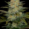 amnesia cbd-cannabis-seeds-for-sale