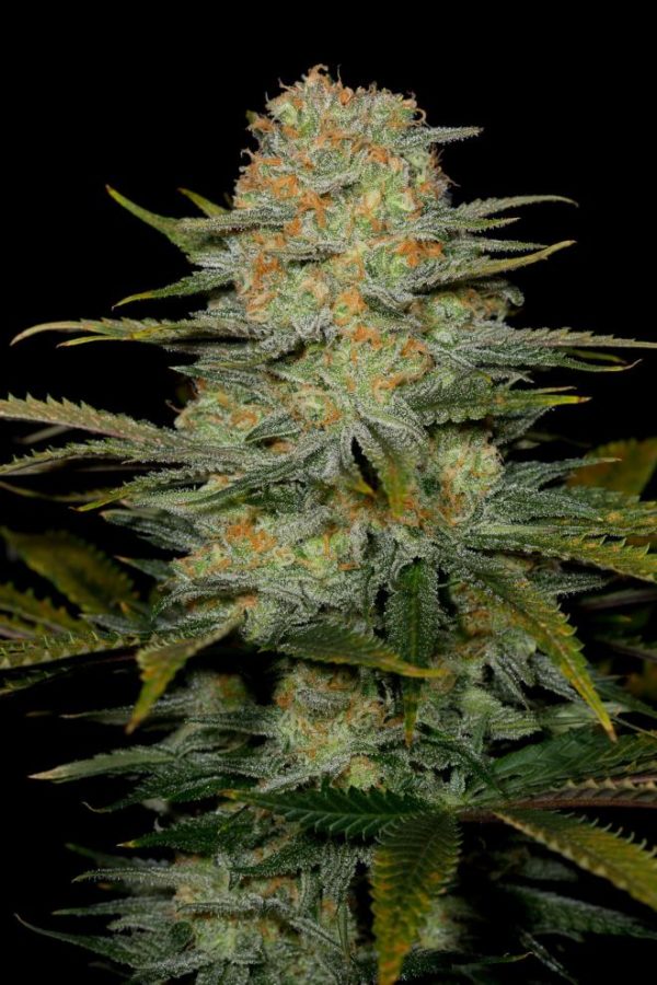 amnesia cbd cannabis seeds for sale