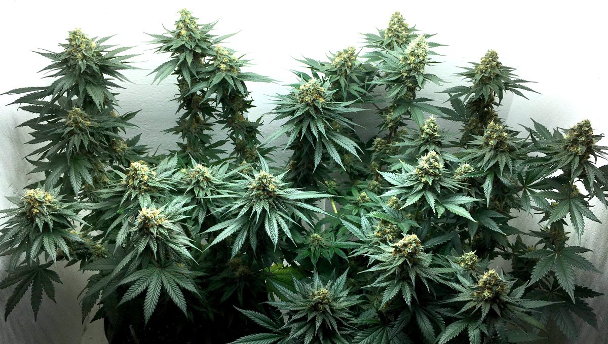 Buy-OG-Kush-Marijuana-strain-UK