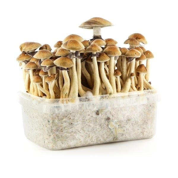 magic-mushroom-spores-sale