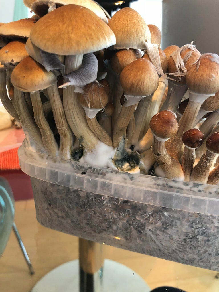 golden-teacher-mushroom-spores-sale