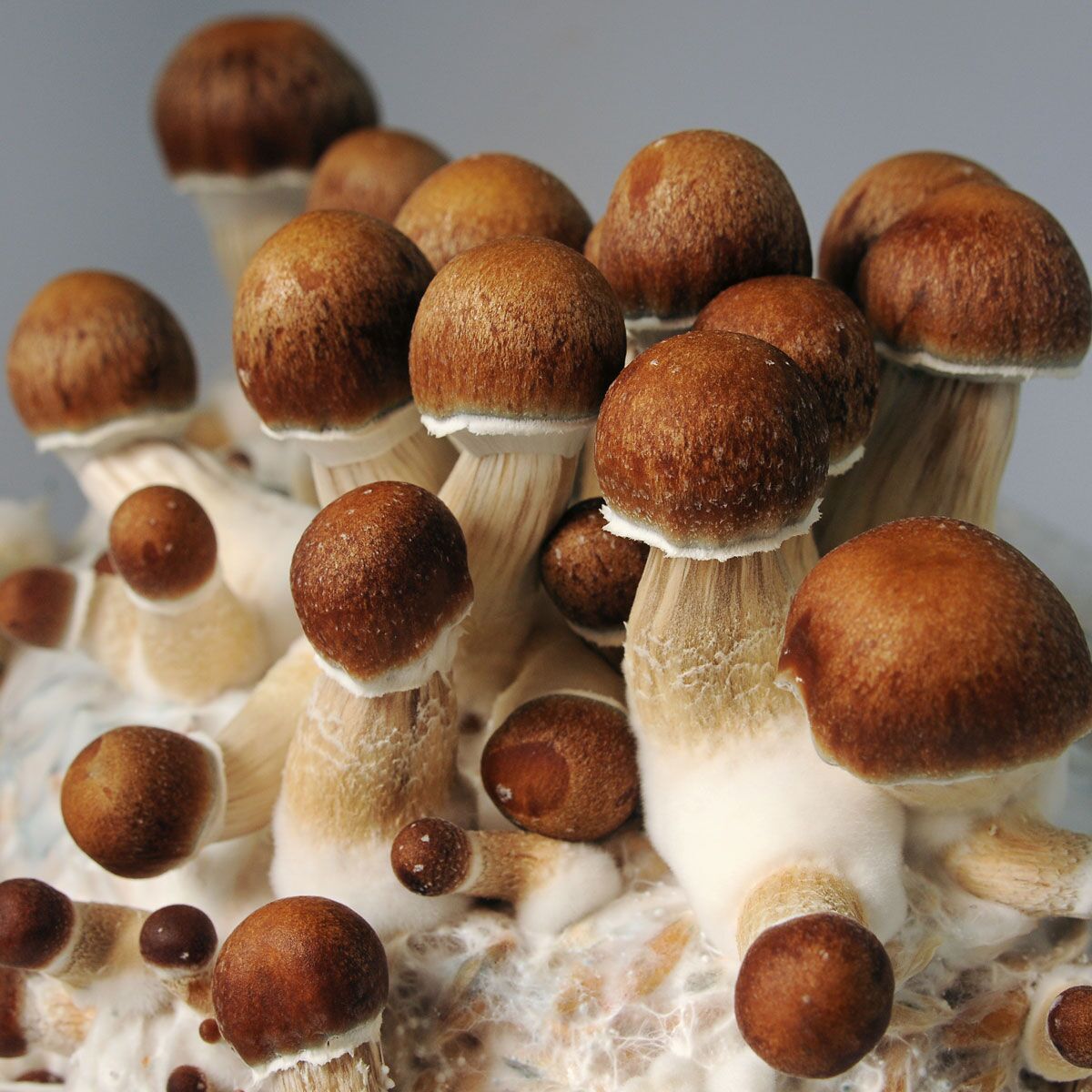 buy-golden-teacher-mushroom-spores
