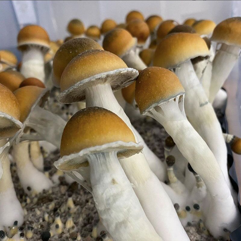 buy-blue-meanie-mushroom-spores