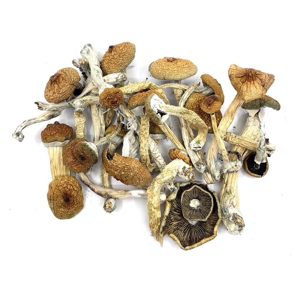 buy-blue-meanie-mushroom