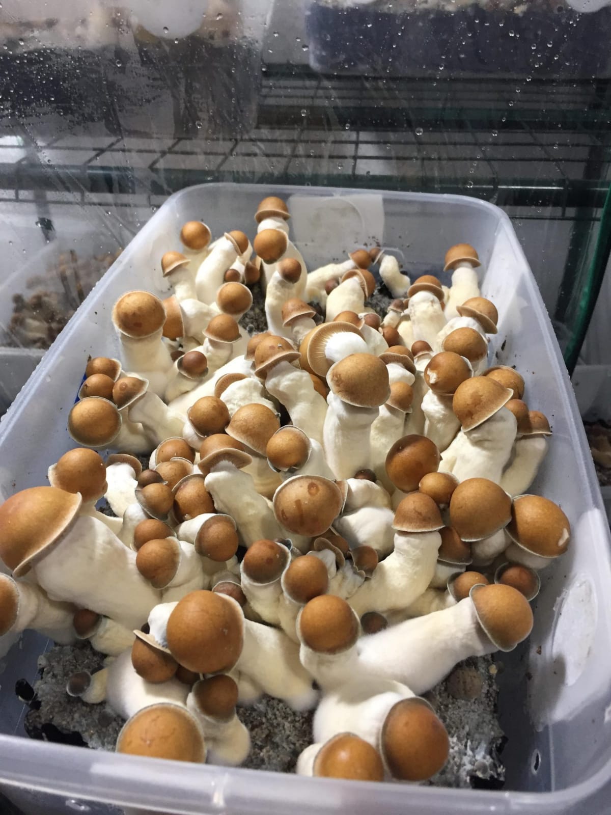 buy-penis-envy-mushroom-spores
